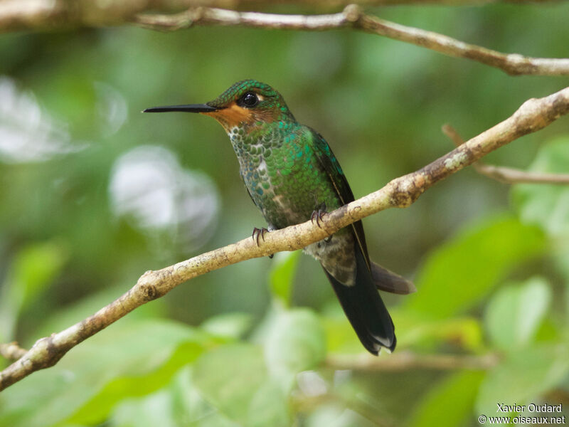 Green-crowned Brilliant male juvenile