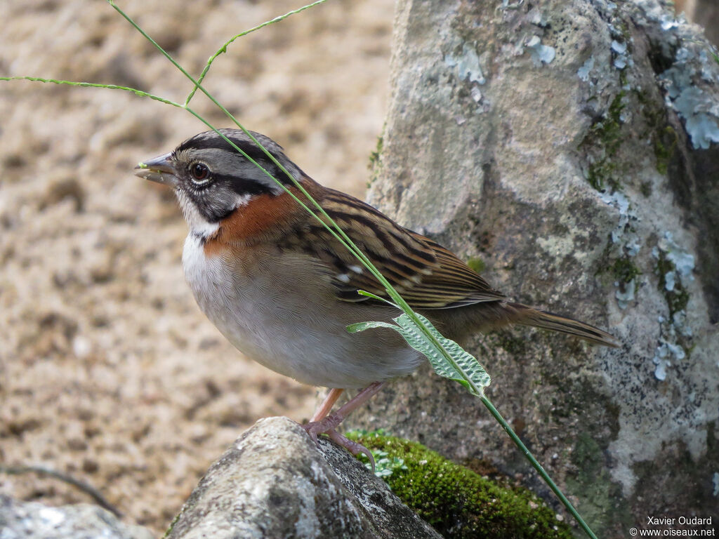 Rufous-collared Sparrowadult