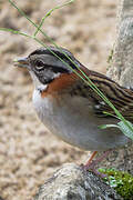 Rufous-collared Sparrow