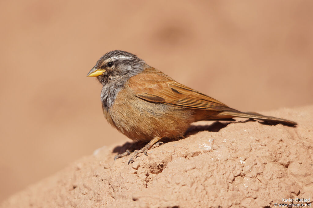 Bruant du Sahara