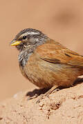 House Bunting