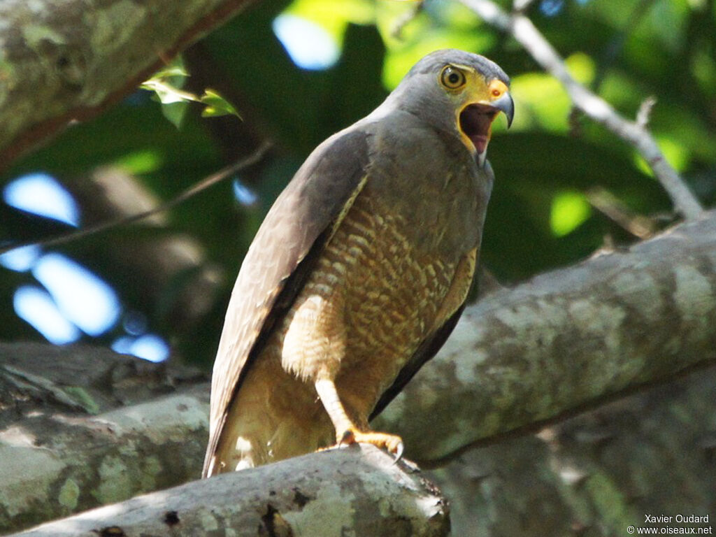 Roadside Hawk