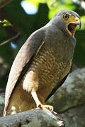 Roadside Hawk