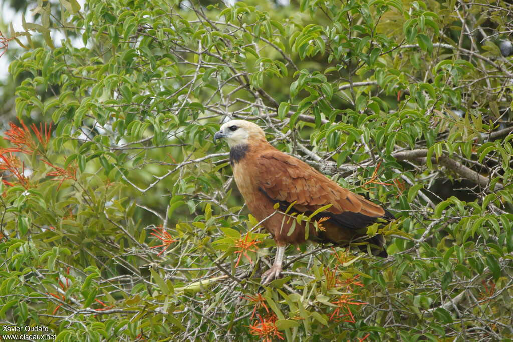 Black-collared Hawkadult, identification