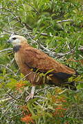 Black-collared Hawk