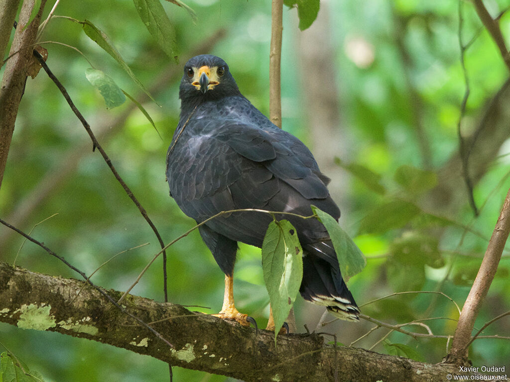 Common Black Hawk