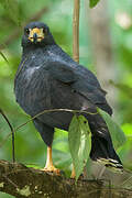 Common Black Hawk