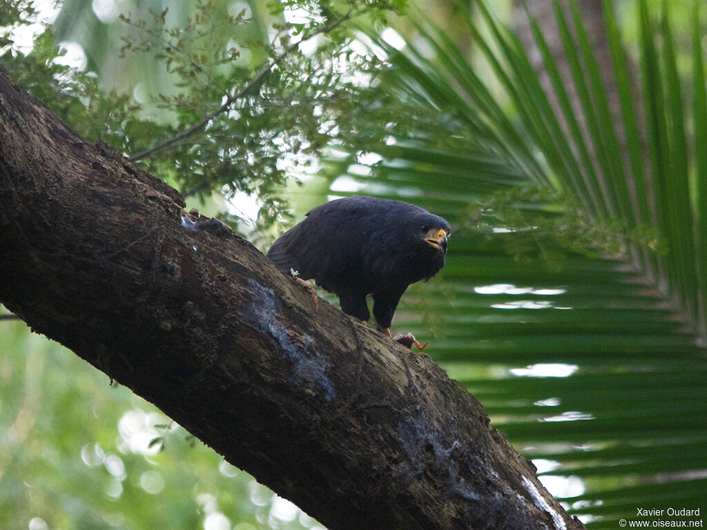 Common Black Hawk