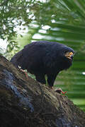 Common Black Hawk