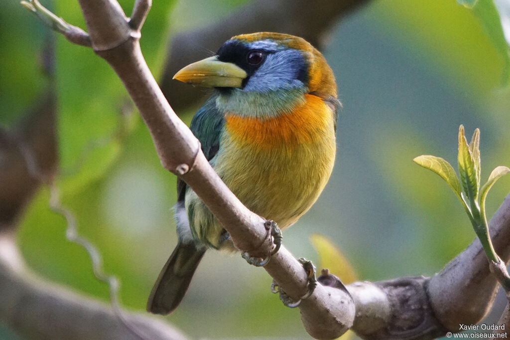 Red-headed Barbet female