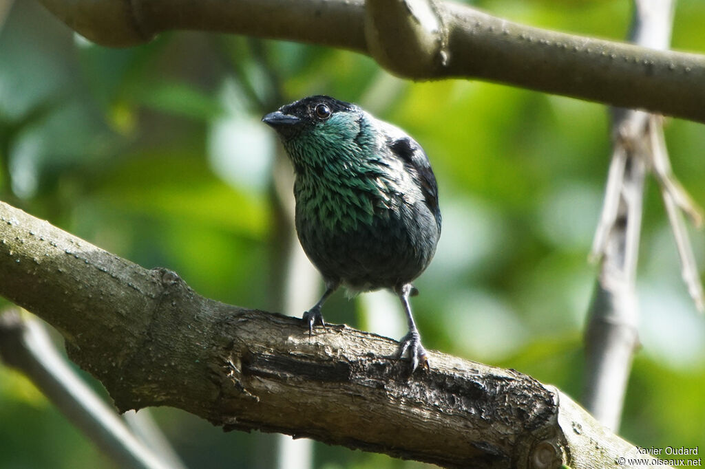 Black-capped Tanager