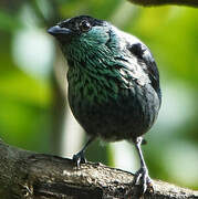 Black-capped Tanager