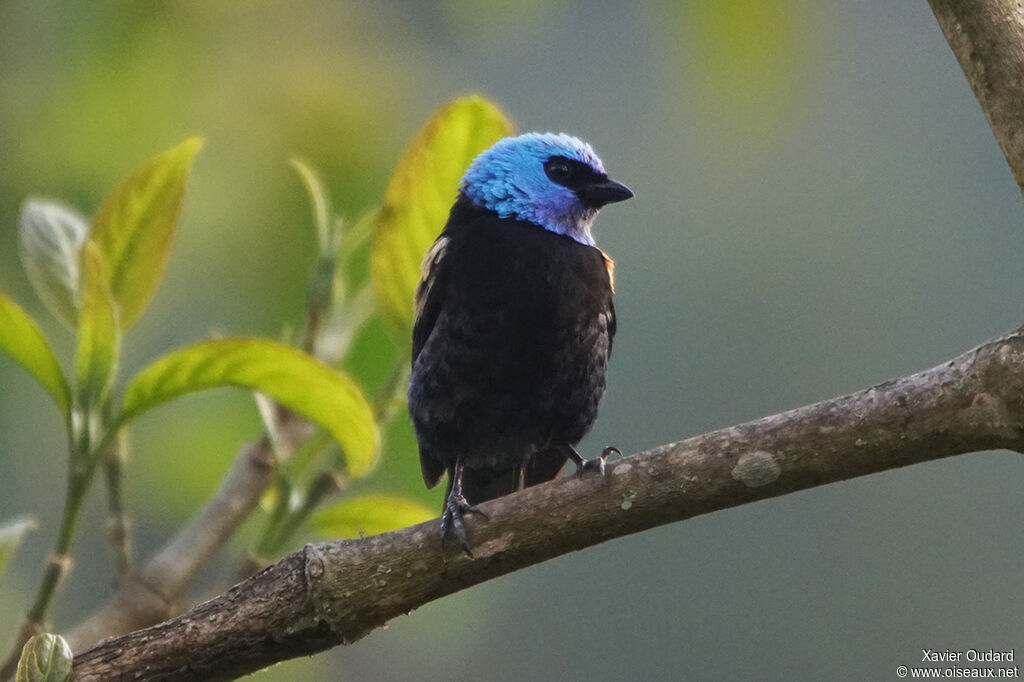 Calliste à cou bleu