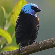 Blue-necked Tanager