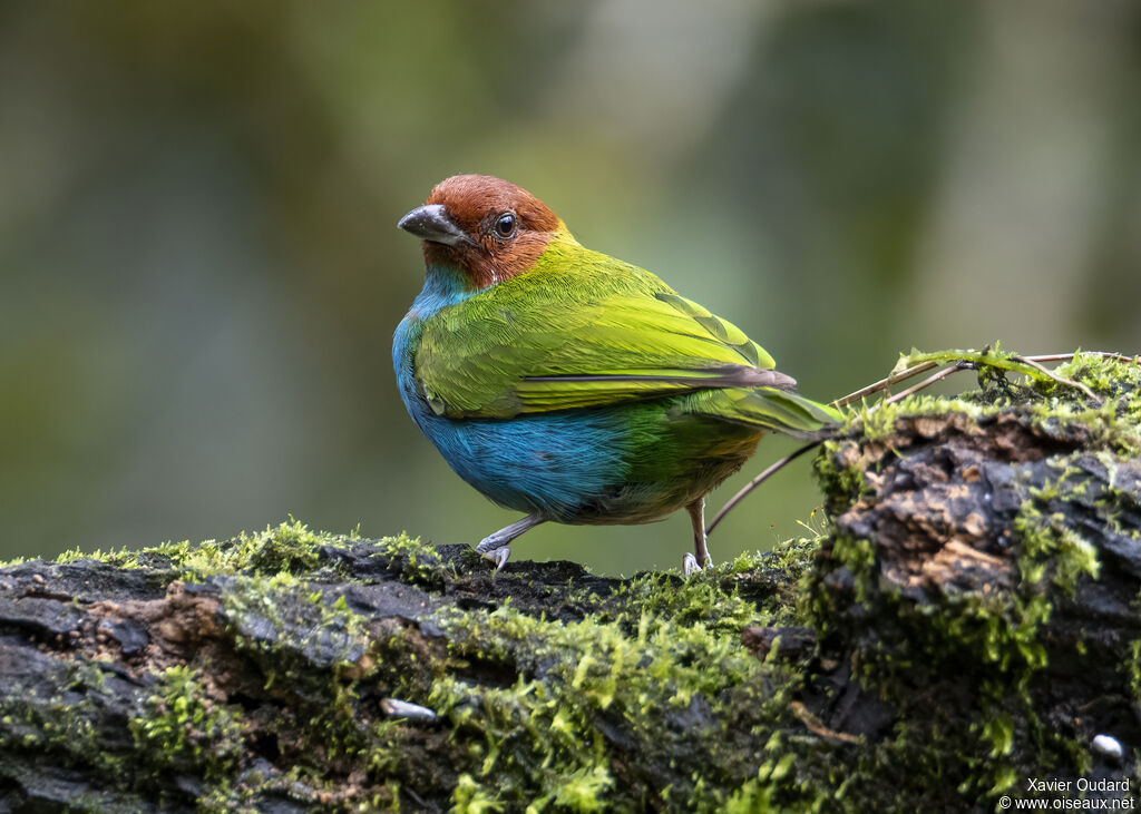 Bay-headed Tanager