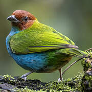 Bay-headed Tanager