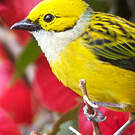 Calliste safran