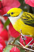 Silver-throated Tanager