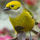 Calliste safran