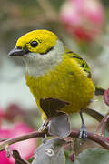 Silver-throated Tanager