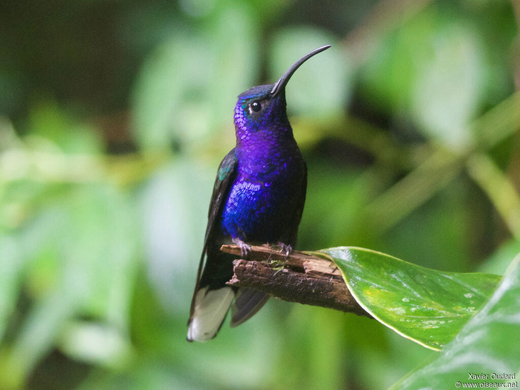 Campyloptère violet