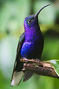 Violet Sabrewing