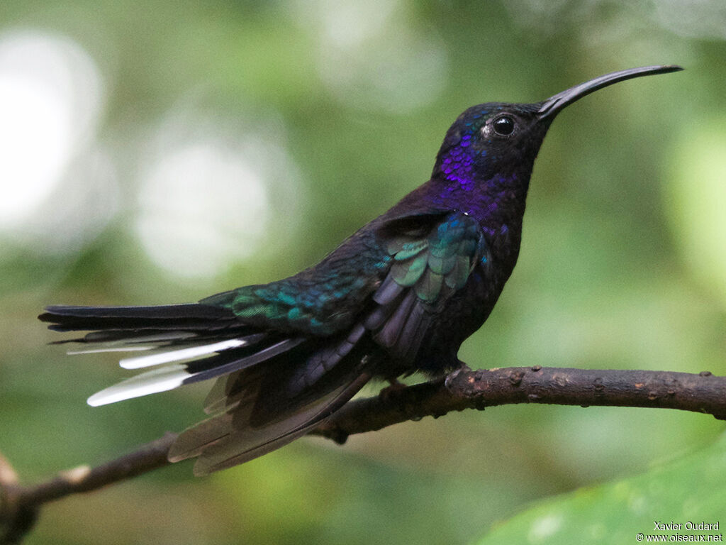 Campyloptère violet