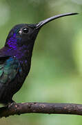 Violet Sabrewing