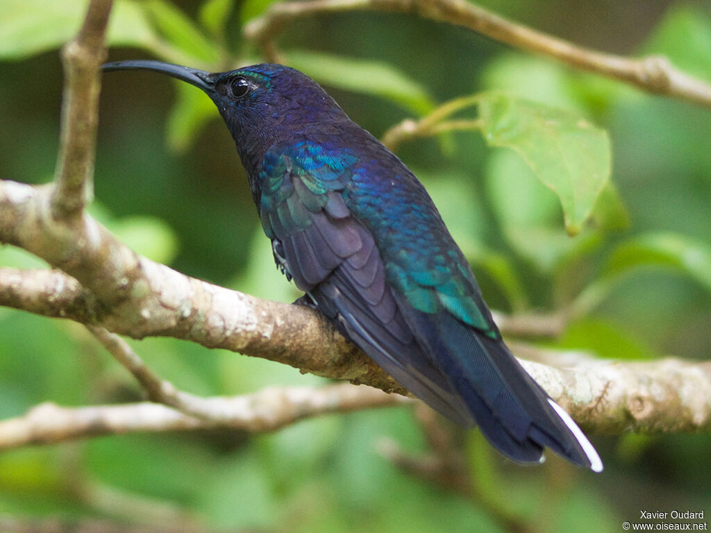 Campyloptère violet