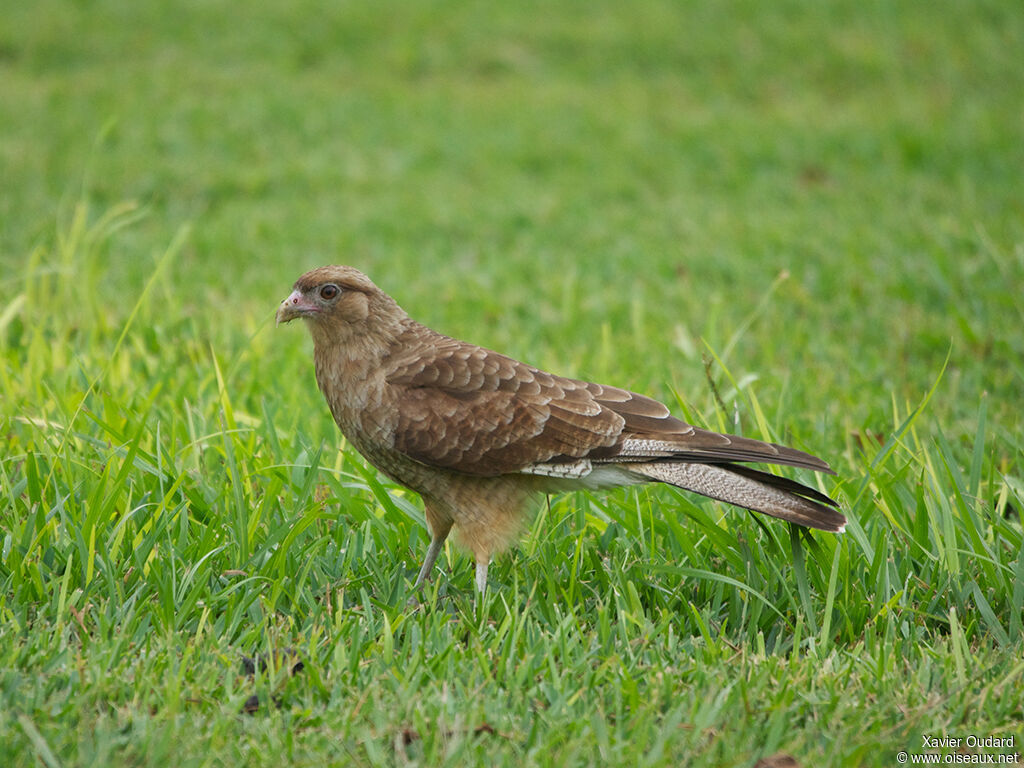 Chimango Caracara