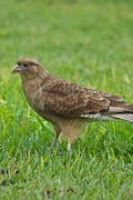 Chimango Caracara