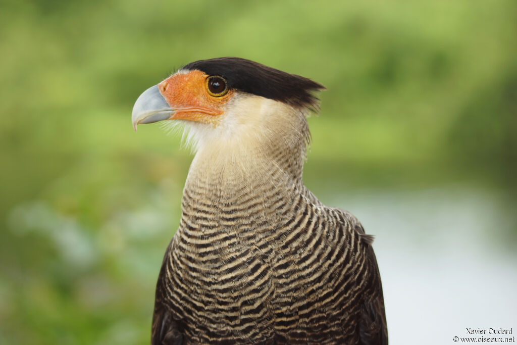 Southern Crested Caracara