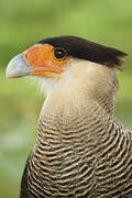 Caracara huppé