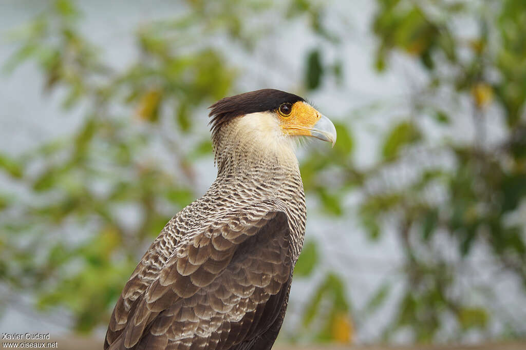 Crested Caracaraadult, close-up portrait