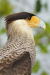 Caracara huppé