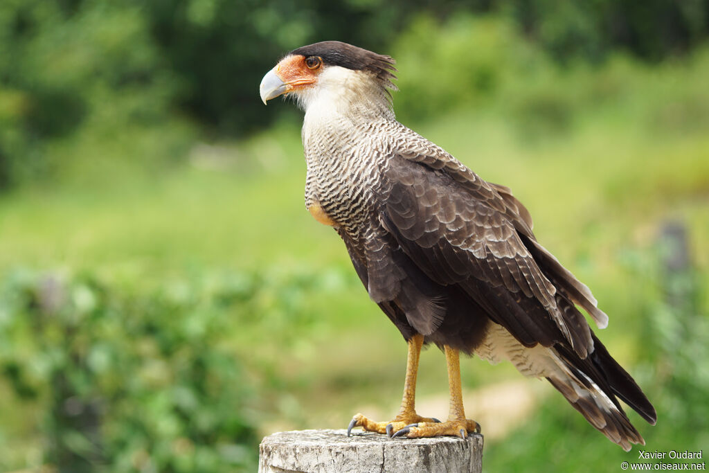 Crested Caracara