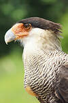 Caracara huppé