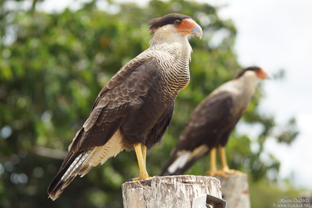 Caracara huppé