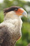 Caracara huppé