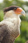 Southern Crested Caracara