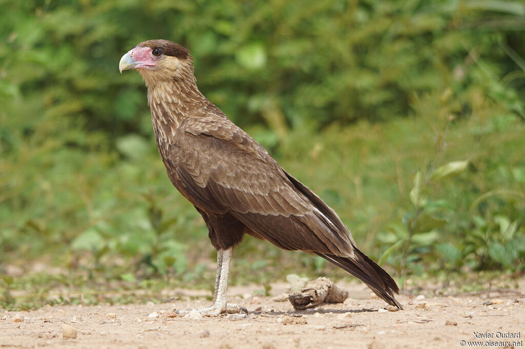 Southern Crested Caracarajuvenile