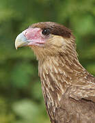 Caracara huppé