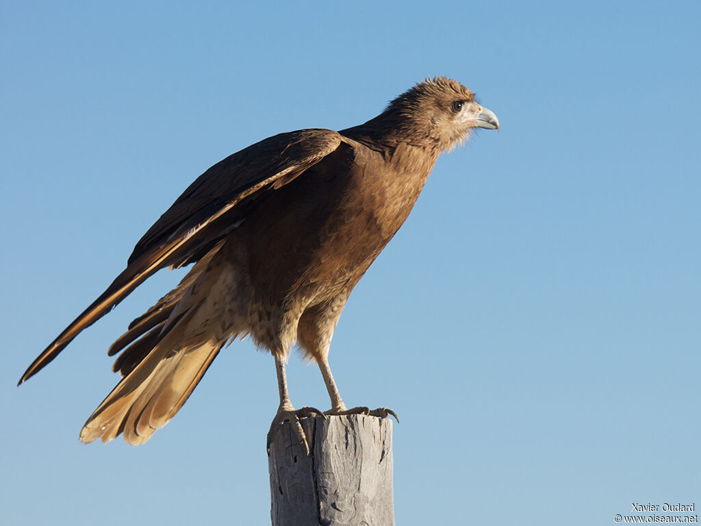 Caracara montagnard1ère année