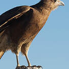 Caracara montagnard