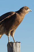 Mountain Caracara