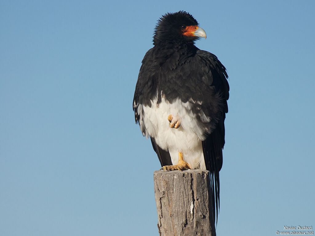 Mountain Caracaraadult