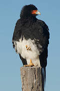 Mountain Caracara