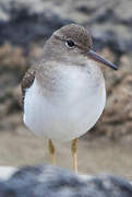 Spotted Sandpiper