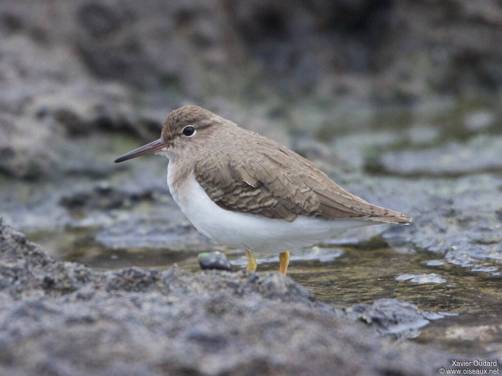 Spotted Sandpiperadult post breeding