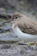 Spotted Sandpiper